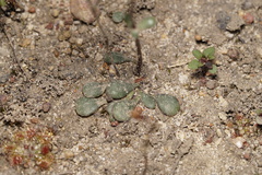 Stylidium emarginatum