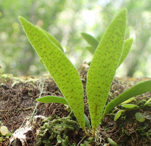 Bigfruit Scaly Polypody
