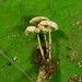 Resinomycena rhododendri - Photo (c) Django Grootmyers, some rights reserved (CC BY-SA), uploaded by Django Grootmyers