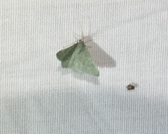 Xerochlora mesotheides