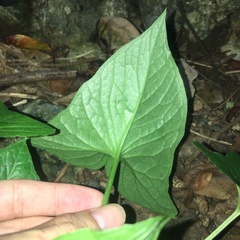 Typhonium roxburghii