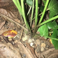 Typhonium roxburghii