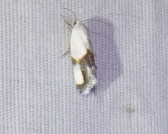 Ponometia dorneri