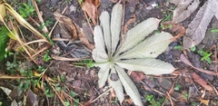 Pourouma cecropiifolia