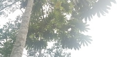 Pourouma cecropiifolia