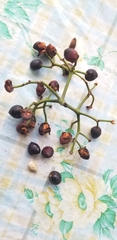 Pourouma cecropiifolia