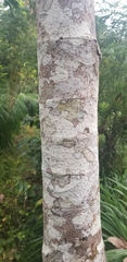 Pourouma cecropiifolia