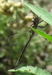 Syncordulia gracilis