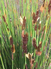 Elegia tectorum