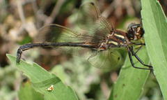 Syncordulia gracilis