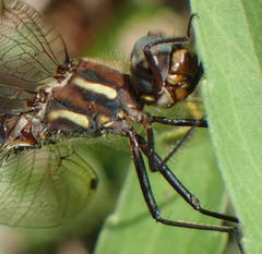 Syncordulia gracilis