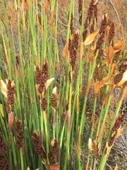 Elegia tectorum