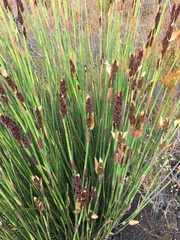 Elegia tectorum