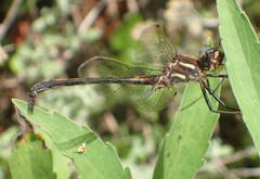 Syncordulia gracilis