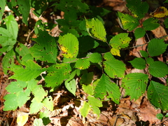 Ulmus laciniata