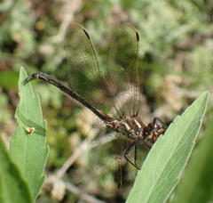 Syncordulia gracilis