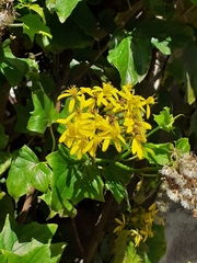Senecio tamoides
