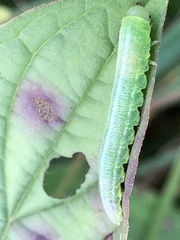 Tenthredopsis friesei