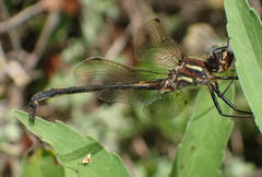 Syncordulia gracilis