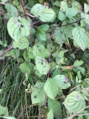 Tenthredopsis friesei