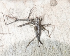 Pediodectes stevensonii