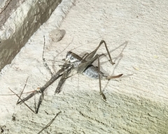 Pediodectes stevensonii