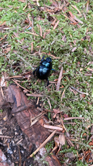 Anoplotrupes stercorosus