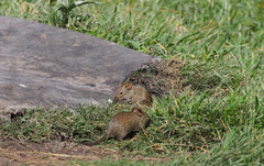 Arvicanthis niloticus