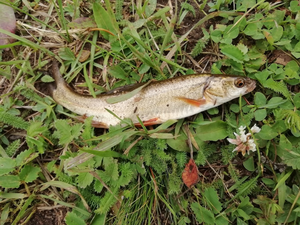 Ptychobarbus conirostris