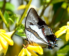 Polyura schreiber tisamenus