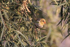 Anaplectes rubriceps rubriceps