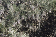 Banksia splendida macrocarpa