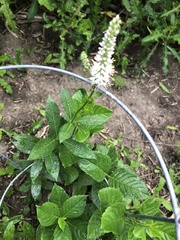 Veronicastrum virginicum