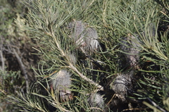 Banksia splendida macrocarpa