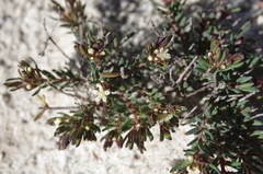 Monotaxis grandiflora