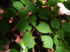 Tilia taquetii