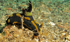 Tambja gabrielae