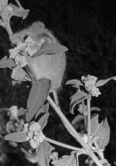 Dendromus mystacalis