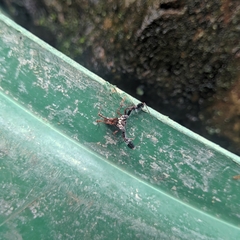 Portia albimana