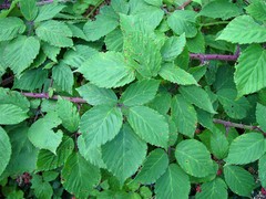 Rubus incurvatiformis