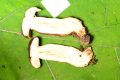 Tylopilus badiceps image