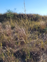 Sporobolus rigidus magnus