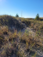 Sporobolus rigidus magnus