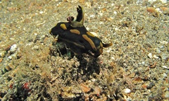 Tambja gabrielae
