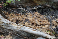 Tetrao urogallus