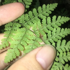 Hypodematium crenatum