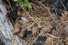 Tetrao urogallus