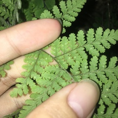 Hypodematium crenatum