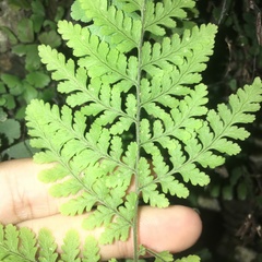 Hypodematium crenatum