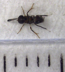 Encyrtus infelix